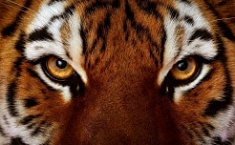 Окрашивание "Тигровый глаз"