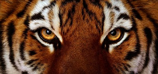 Окрашивание "Тигровый глаз"